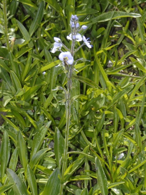 I fiori di una pianticella alpina - Veronica sp.